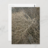 Carte Postale Tumbleweed rustique (Devant / Derrière)