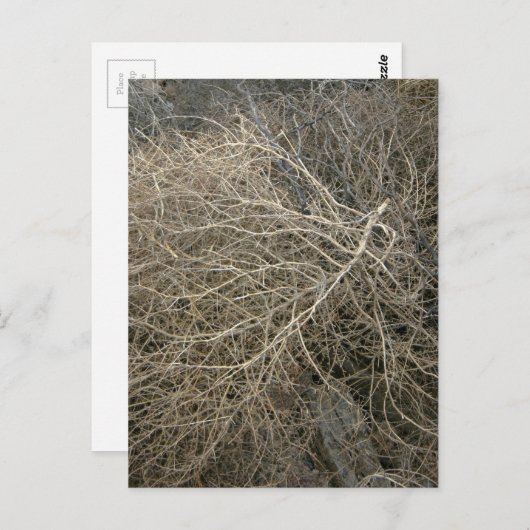 Carte Postale Tumbleweed rustique (Devant / Derrière)