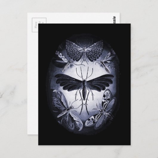 Carte Postale Tumées de champignons à la lumière du crépuscule (Devant / Derrière)