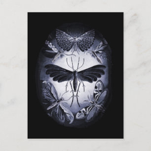 Carte Postale Tumées de champignons à la lumière du crépuscule