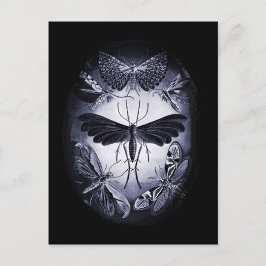 Carte Postale Tumées de champignons à la lumière du crépuscule (Devant)