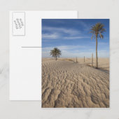 Carte Postale Tunisie, désert du Sahara, Douz, Grande Dune, aube (Devant / Derrière)