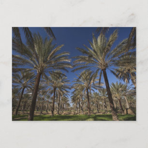 Carte Postale Tunisie, désert du Sahara, Douz, Zone Touristique,