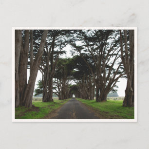 Carte Postale Tunnel d'arbres de cyprès de Point Reyes Californi