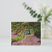 Carte Postale Tunnel de Kenmare Rhododendron (Debout devant)