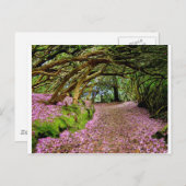 Carte Postale Tunnel de Kenmare Rhododendron (Devant / Derrière)