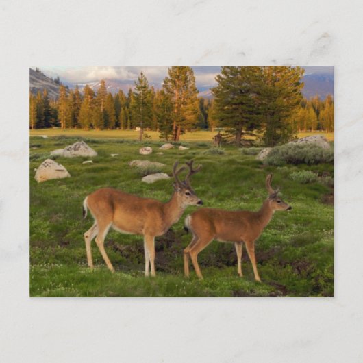 Carte Postale Tuolumne Meadow, yosemite (Devant)