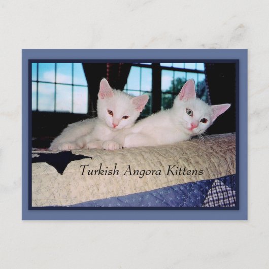 Carte Postale Turc Angora Kittens (Devant)