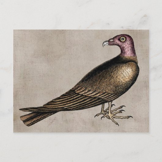 Carte postale Turc Vautour (Devant)