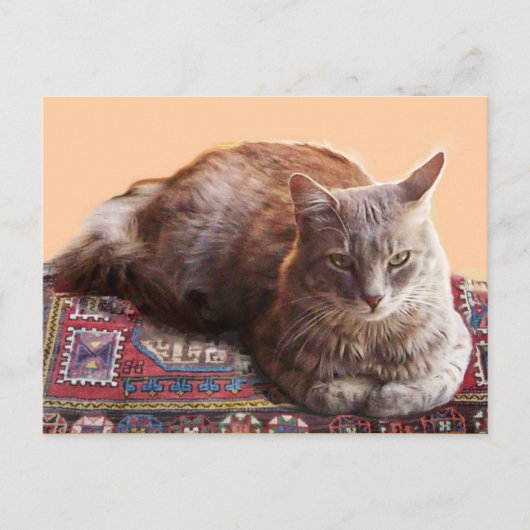 CARTE POSTALE TURKISH CAT ON THE OLD CARPET (Devant)