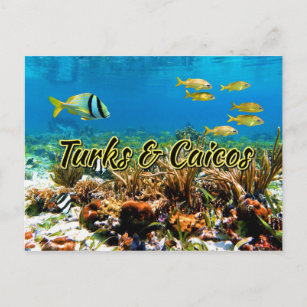 Carte Postale Turks & Caicos corail reef