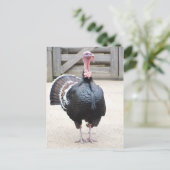 Carte postale Turquie (Debout devant)