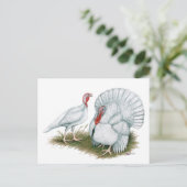 Carte Postale Turquie : Beltsville Petit Blanc (Debout devant)