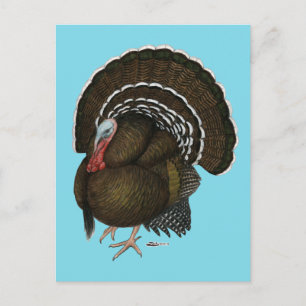Carte Postale Turquie Bronze Tom