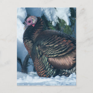 Carte postale Turquie en hiver
