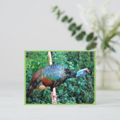 Carte Postale Turquie occelée (Debout devant)