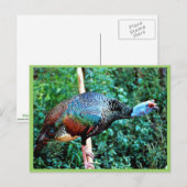 Carte Postale Turquie occelée (Devant / Derrière)