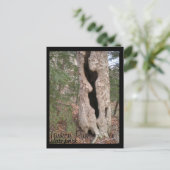 Carte Postale Turquie Run State Park, Hallow Tree (Debout devant)