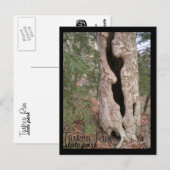 Carte Postale Turquie Run State Park, Hallow Tree (Devant / Derrière)