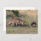 Carte Postale Turquie sauvage aux cerfs de Virginie (Devant / Derrière)