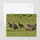 Carte Postale Turquie sauvage, couleurs du Camouflage (Devant / Derrière)