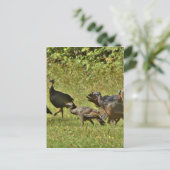 Carte Postale Turquie sauvage, couleurs du Camouflage (Debout devant)