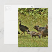 Carte Postale Turquie sauvage, couleurs du Camouflage (Devant / Derrière)