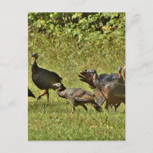 Carte Postale Turquie sauvage, couleurs du Camouflage (Devant)