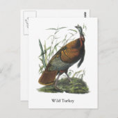 Carte Postale Turquie sauvage, John Audubon (Devant / Derrière)