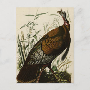 Carte Postale Turquie sauvage (mâle) des oiseaux d'Amérique d'Au