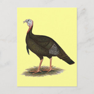 Carte Postale Turquie :  Tom sauvage oriental