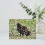 Carte postale Turquie Vautour (Debout devant)