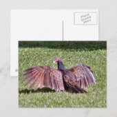 Carte postale Turquie Vautour (Devant / Derrière)