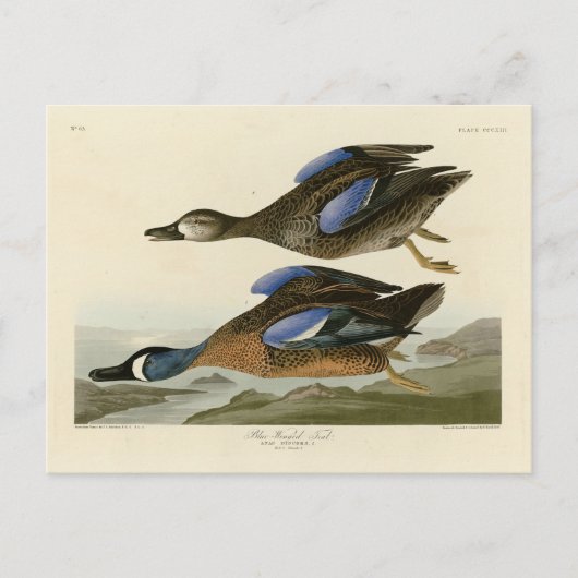 Carte Postale Turquoise à ailes bleues d'Audubon's Birds of Amer (Devant)