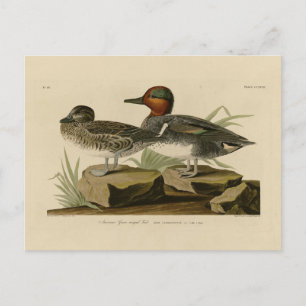 Carte Postale Turquoise d'ailée verte américaine d'Audubon