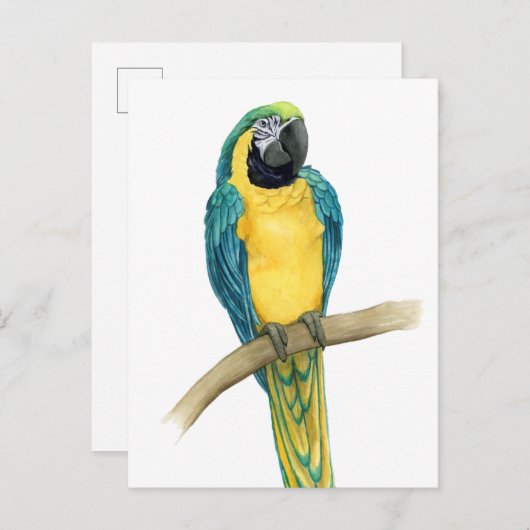 Carte Postale Turquoise Macaw (Devant / Derrière)