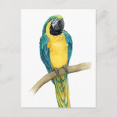 Carte Postale Turquoise Macaw (Devant)