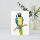 Carte Postale Turquoise Macaw (Debout devant)