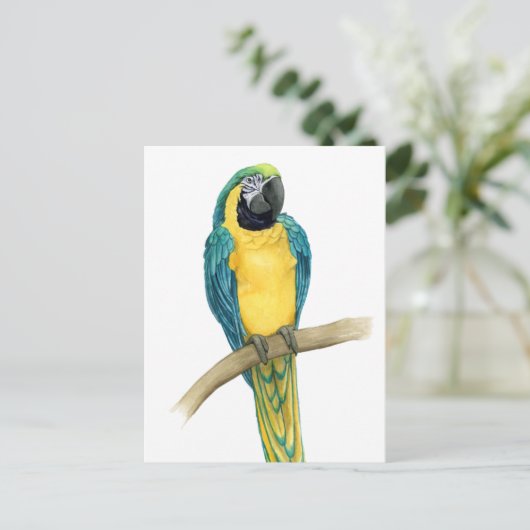 Carte Postale Turquoise Macaw (Debout devant)