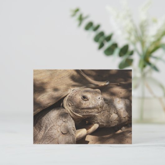 Carte postale Turtle (Debout devant)