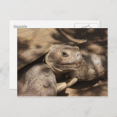 Carte postale Turtle (Devant / Derrière)