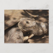 Carte postale Turtle (Devant)