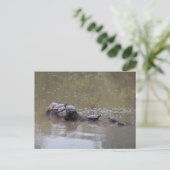 Carte postale Turtle (Debout devant)