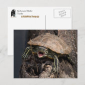 Carte postale Turtle (Devant / Derrière)