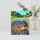 CARTE POSTALE TURTLE (Debout devant)