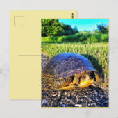 CARTE POSTALE TURTLE (Devant / Derrière)