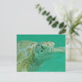 Carte postale Turtle (Debout devant)