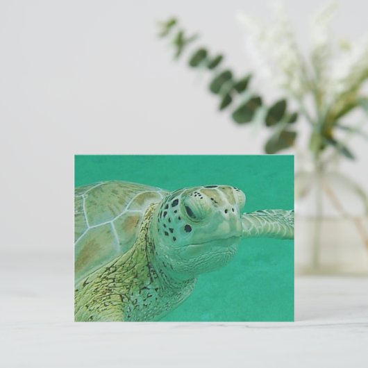 Carte postale Turtle (Debout devant)