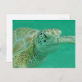 Carte postale Turtle (Devant / Derrière)