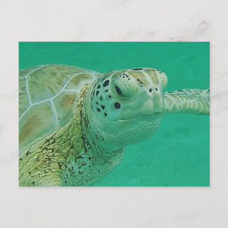 Carte postale Turtle